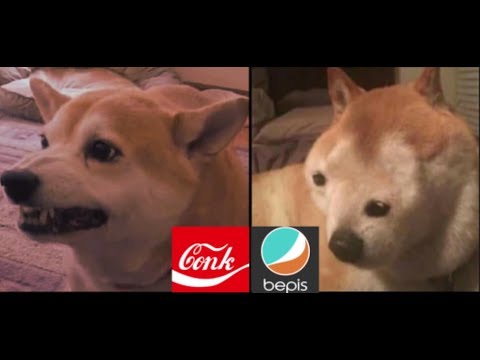 An Image of two dogs, Conk or Bepis